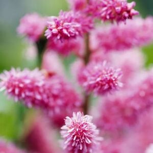 Meet your Posher Michael